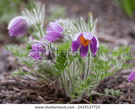 Spring season - A flowering pasque flower plant