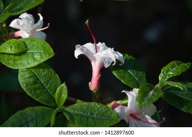 Spring Season White Color Native Azalea Flower Blooming In An Outdoor Shaded Garden.