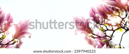 Spring seasonal banner background with beautiful pink flowers of magnolia against white bright light. Horisontal Banner with empty space for text.