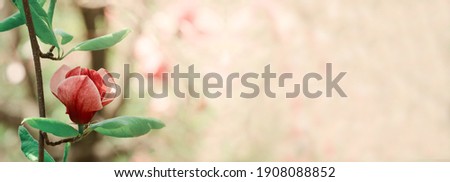 Similar – Image, Stock Photo Magnolia flowers with purple blossom on white