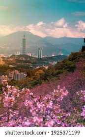 Spring season-Beautiful sakura with  Taipei cityscape in spring, Taiwan