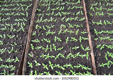Spring seedlings in garden boxes.
