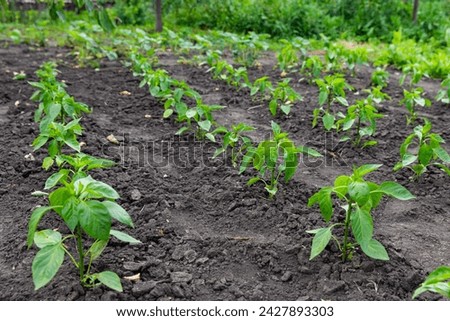 Spring seedlings. Low sprouts of peppers plants grown at home in vegetables garden in the early morning. The sprouts of pepper grown from seed. The concept of conservation of nature and agriculture