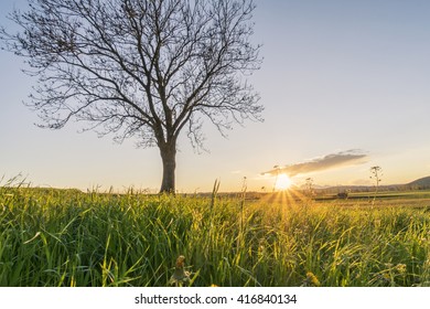 Spring senic landscape with a tree on flowers field with deep sun in background