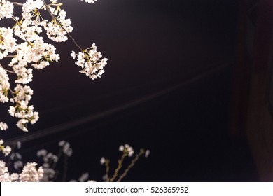 [Spring Set] cherry blossom tree at nights