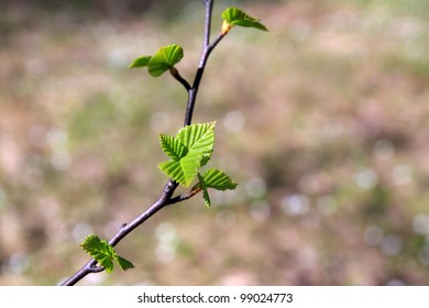 spring sheet of the birch - Shutterstock ID 99024773
