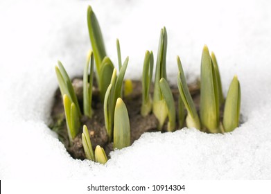 spring shoots