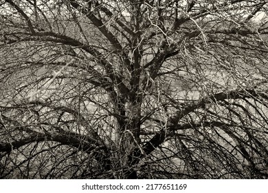 Spring, The Silhouette Of An Old Huge Pear Tree Without Leaves Against The Background Of Dry Grass, Black And White Image, Sepia