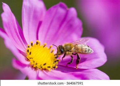 Spring single daisy flower and bee