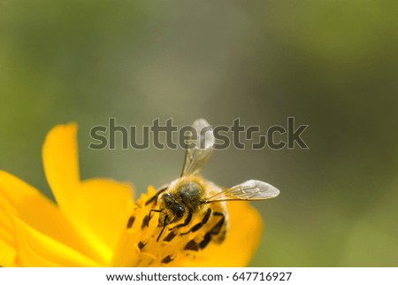 Foto Bild Schwebfliege auf einer gelben Gartenblume