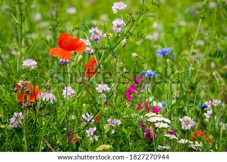 Similar – Foto Bild Mohn in Blumenwiese Natur