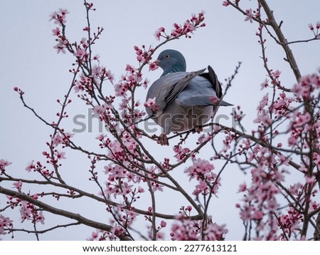 Spring sketch: pigeon eating inflorescences of blooming tree