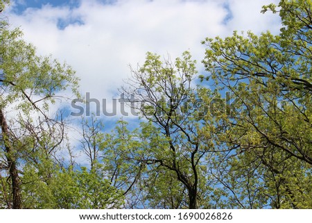 Spring Sky and Budding Trees
