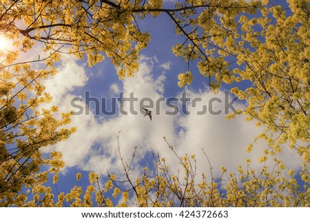 Spring sky: cloud with swallow flying between flowering branches. 
