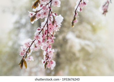 Spring Snow In April. Beautiful Scene With Blooming Twigs Covered With Snow. Pink Plum Flowers Under Snow.