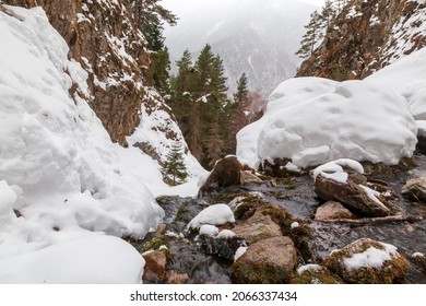 Spring, Snow On The Banks Of A Mountain River, Forest And Mountains, Snow Melting.