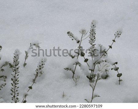 Spring Snow, Weeds covered in Ice