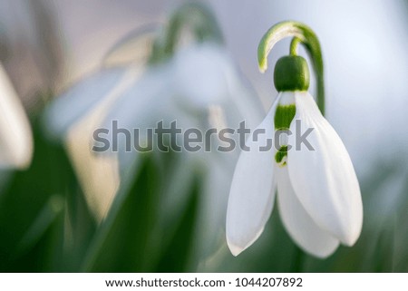 Similar – Image, Stock Photo Snowdrops (galanthus nivalis)