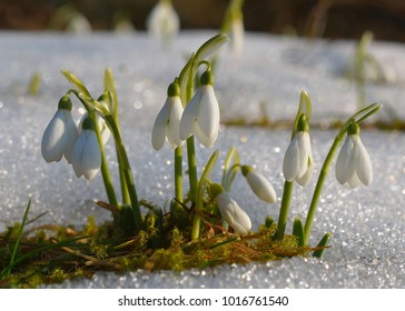  Spring snowdrop flowers with snow