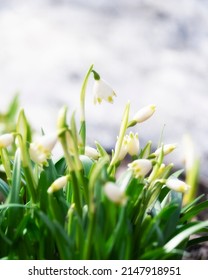 spring snowdrop whiteflower, Leucojum vernum, White bells of a flower garden - the first spring flowers against the backdrop of snow