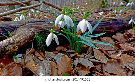 Spring snowdrops after winter in sunlight