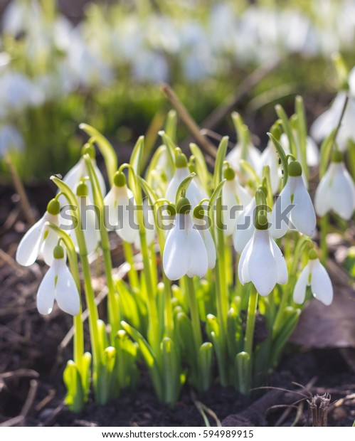 Spring snowdrops.
A lot of beautiful snowdrop flowers in nature. Group of Snowdrop
flowers blooming in sunny spring day. White small flowers in shape
of drops under the bright
sun.