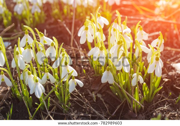 Spring snowdrops.\
A lot of beautiful snowdrop flowers in nature. Group of Snowdrop\
flowers blooming in sunny spring day. White small flowers in shape\
of drops under the bright\
sun.