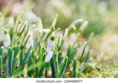 Spring snowdrops flower. Early spring close-up flowers.