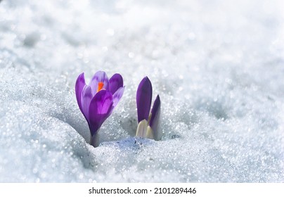 Spring snowdrops flowers violet crocuses ( Crocus heuffelianus ) in snow with space for text - Shutterstock ID 2101289446
