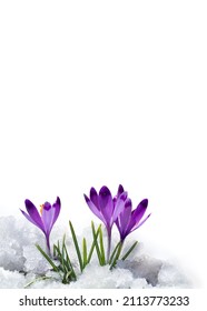 Spring snowdrops flowers violet crocuses ( Crocus heuffelianus ) in snow on a white background with space for text