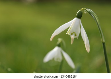 Spring Snowdrops, Galanthus Invalids. Soft Focus Macro Photo Of Spring Flowers In Cottage Garden, The Lake District, England