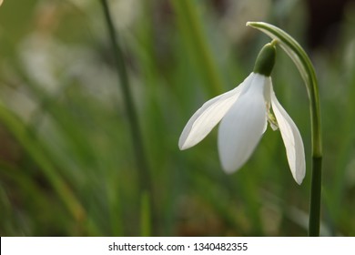 Spring Snowdrops, Galanthus Invalids. Soft Focus Macro Photo Of Spring Flowers In Cottage Garden, The Lake District, England