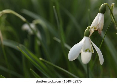 Spring Snowdrops, Galanthus Invalids. Soft Focus Macro Photo Of Spring Flowers In Cottage Garden, The Lake District, England