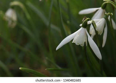 Spring Snowdrops, Galanthus Invalids. Soft Focus Macro Photo Of Spring Flowers In Cottage Garden, The Lake District, England