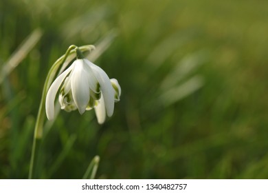 Spring Snowdrops, Galanthus Invalids. Soft Focus Macro Photo Of Spring Flowers In Cottage Garden, The Lake District, England