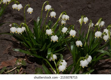 Spring snowflake is blooming. Spring snowflake (lat. Leucojum vernum) is a plant species of the genus Spring snowflake of the Amaryllis family (Amaryllidaceae).