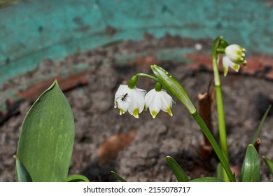 Spring snowflake is blooming. Spring snowflake (lat. Leucojum vernum) is a plant species of the genus Spring snowflake of the Amaryllis family (Amaryllidaceae).