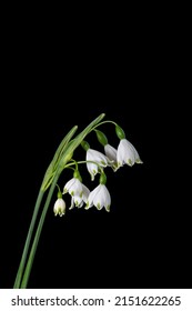 Spring snowflake on a black background. It is a flowering plant in the family Amaryllidaceous and is native to central and southern Europe from Belgium to Ukraine. It is a bulbous herbaceous plant.