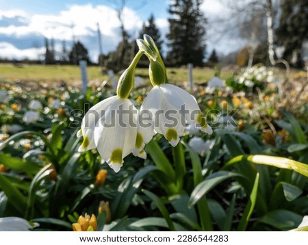 The spring snowflakes - Leucojum vernum - single white flowers with greenish marks near the tip of the tepal flowering in early spring. Spring bloomer in the garden