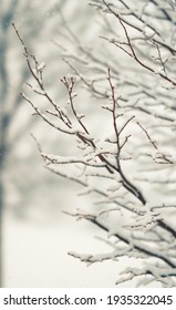 Spring Snowstorm On A Budding Tree