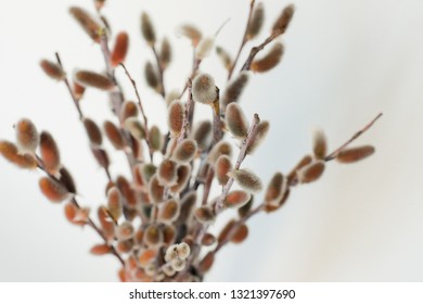 Spring soft background. Flowering willow pussy on a white background. Beautiful pussy willow flowers branches. Spring, Easter. Willow bouquet with pussy willows in lead glass vase on white background. - Shutterstock ID 1321397690