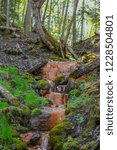 Spring source with rusty water waterfall in the middle of the wood, forest, David