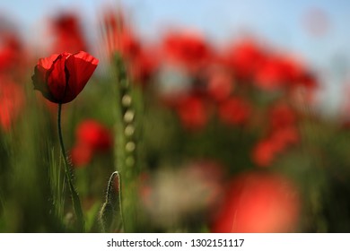 Spring In The South Of France: Poppies Are Showing Off Their Colors In Different Levels Of Sharpness