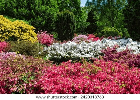 Spring splendor: Colorful azaleas in a city park