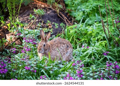 Spring springtime backyard yard garden. Brown bunny rabbit wild animal. Among the flowers purple beacon silver lamium. Coexisting with animals in the city. Beautiful sweet adorable cute. 