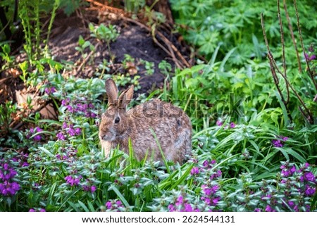 Spring springtime backyard yard garden. Brown bunny rabbit wild animal. Among the flowers purple beacon silver lamium. Coexisting with animals in the city. Beautiful sweet adorable cute. 
