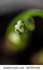 spring sprout
