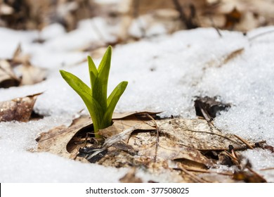 Spring Sprout in Melting Snow