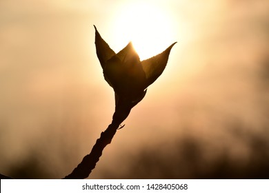 Spring sprout of a young tree with opening leaves against the setting orange sun