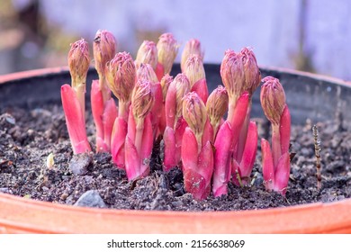 Spring Sprouts Of A Perennial Ornamental Flower Peony Deviant Or Marin Root In The Ground.